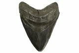 Fossil Megalodon Tooth - Giant River Meg #339281-1
